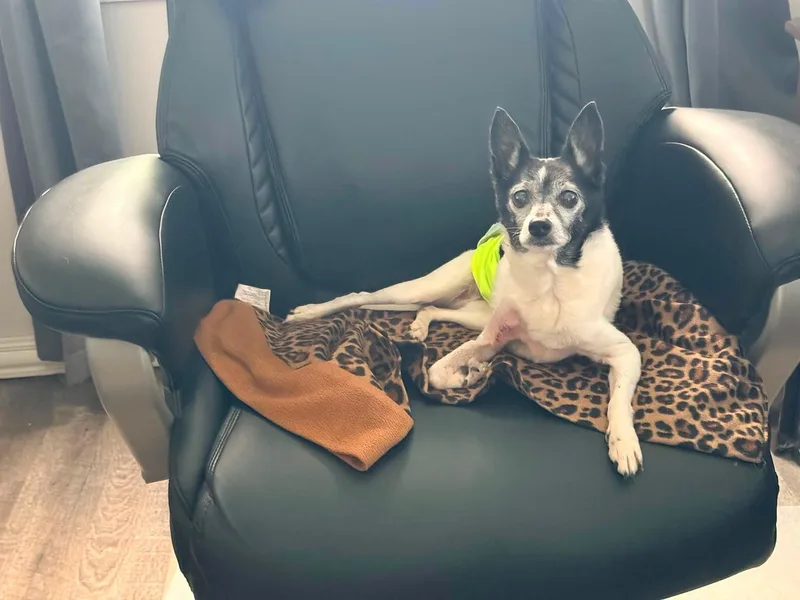 A senior small-sized male Black Chihuahua dog named Bullet for adoption in Indianapolis, IN