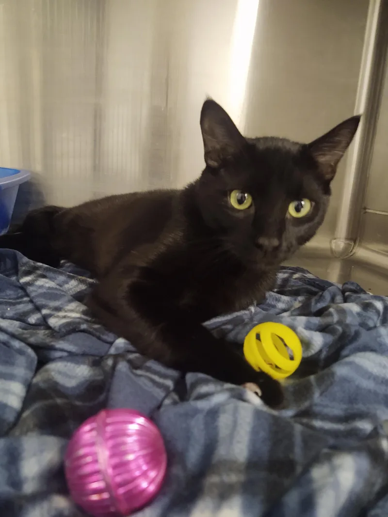 A young large-sized male Domestic Short Hair cat named Trooper for adoption in Chico, CA