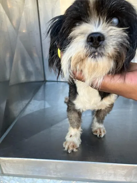 A senior small-sized female Mixed Breed dog named Tiny for adoption in Dallas, TX