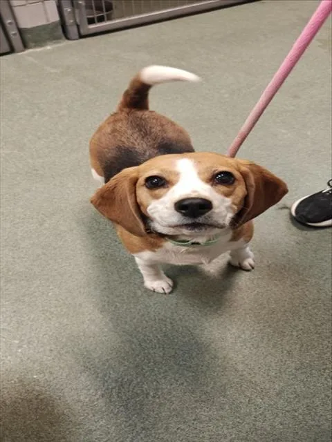 An adult medium-sized female Mixed Breed dog named A for adoption in Santa Fe, NM