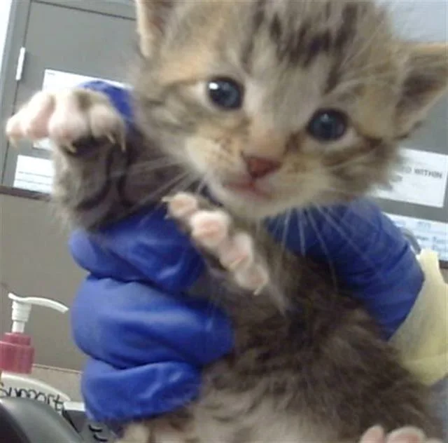 A baby medium-sized male Domestic Medium Hair cat named Gojo for adoption in Dallas, TX
