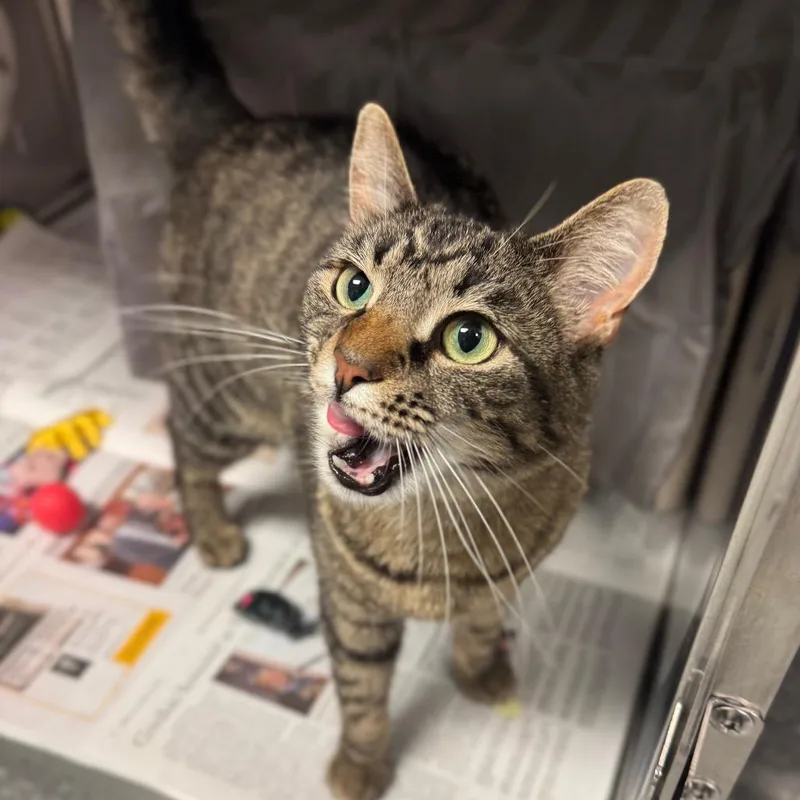 An adult medium-sized female Brown / Chocolate Domestic Short Hair cat named Ruby for adoption in Hendersonville, NC