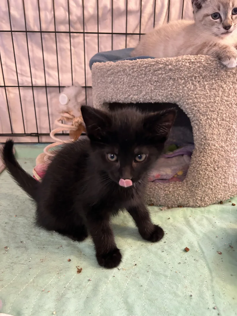 A baby small-sized male Domestic Short Hair cat named Apollo + Rocky for adoption in BREINIGSVILLE, PA