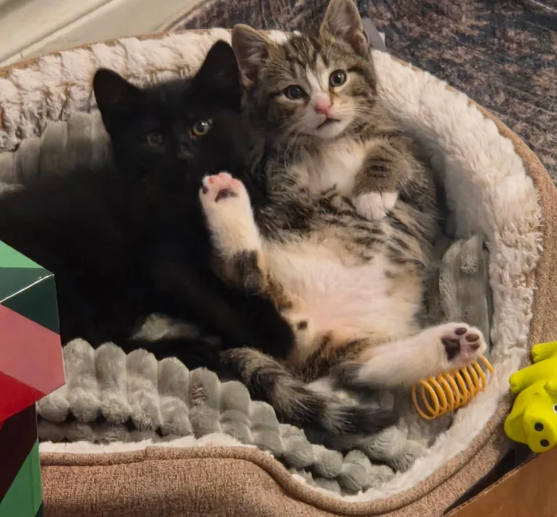 Apollo + Rocky thumbnail 2