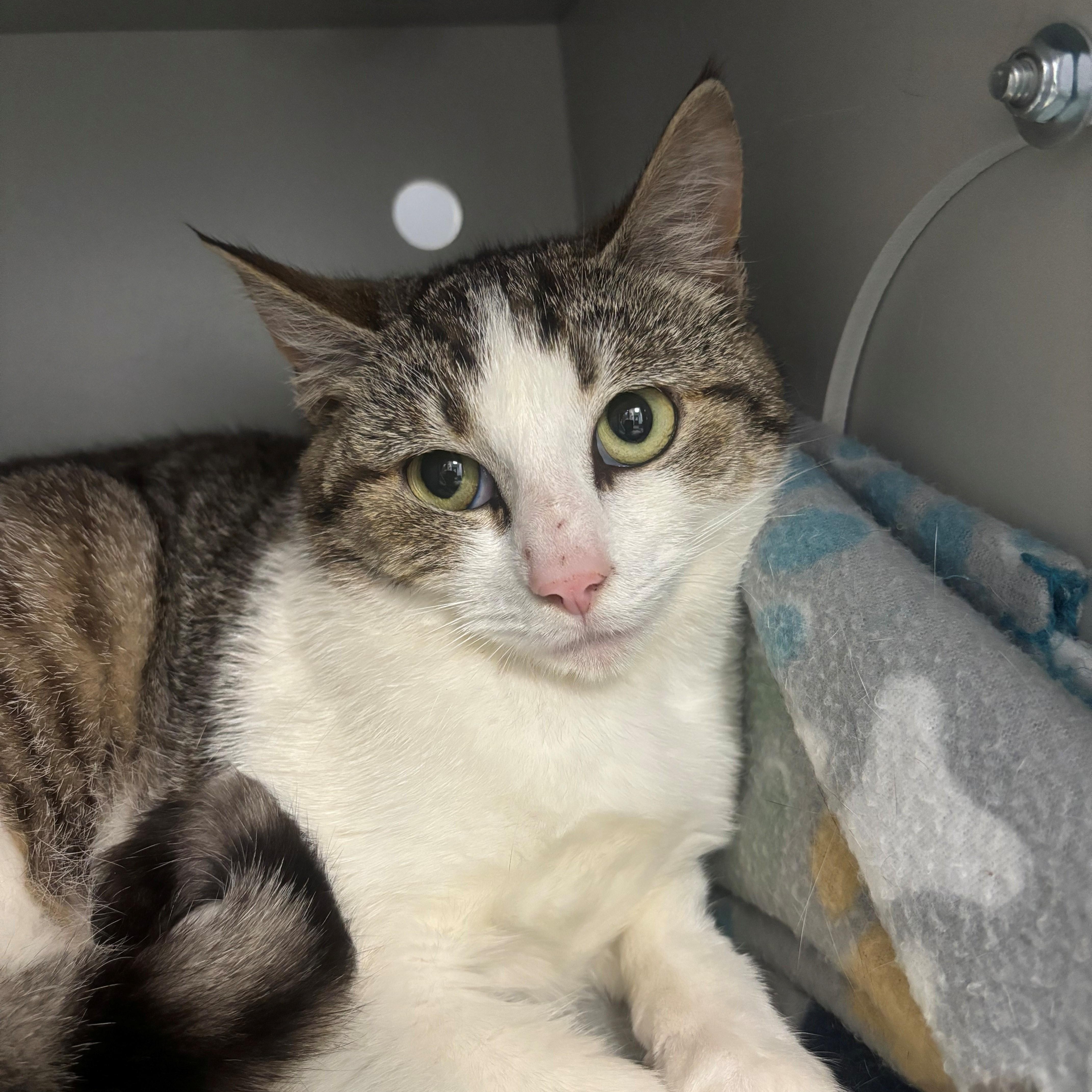 An adult medium-sized female Tabby (Brown / Chocolate) Domestic Short Hair cat named Saphire for adoption in Edinburg, VA