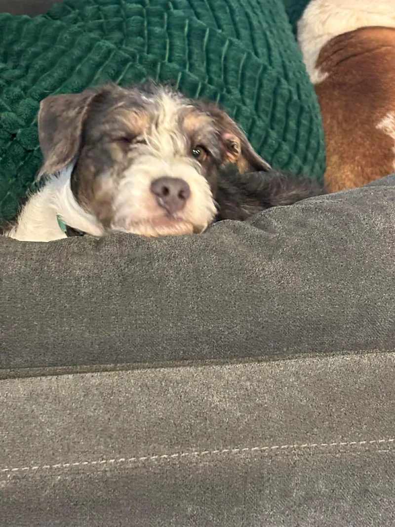 A young small-sized male Merle (Blue) Mixed Breed dog named Wowza Loves Kids for adoption in Lockhart, TX