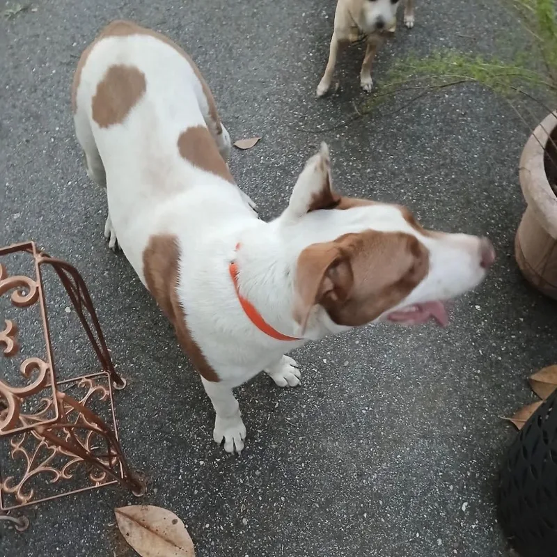 Rocco