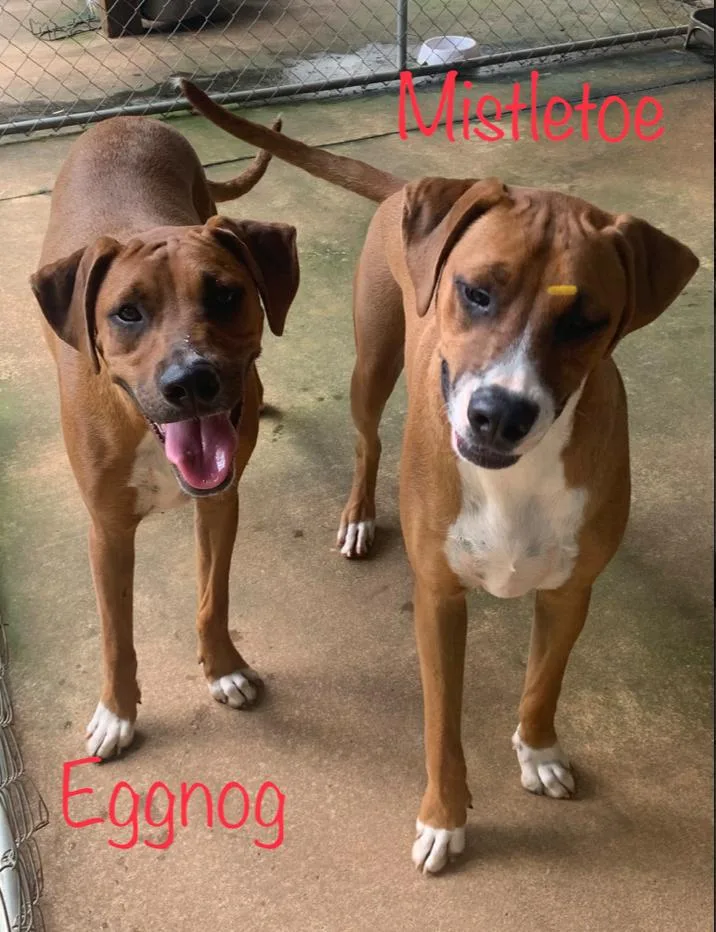 Mistletoe thumbnail 2