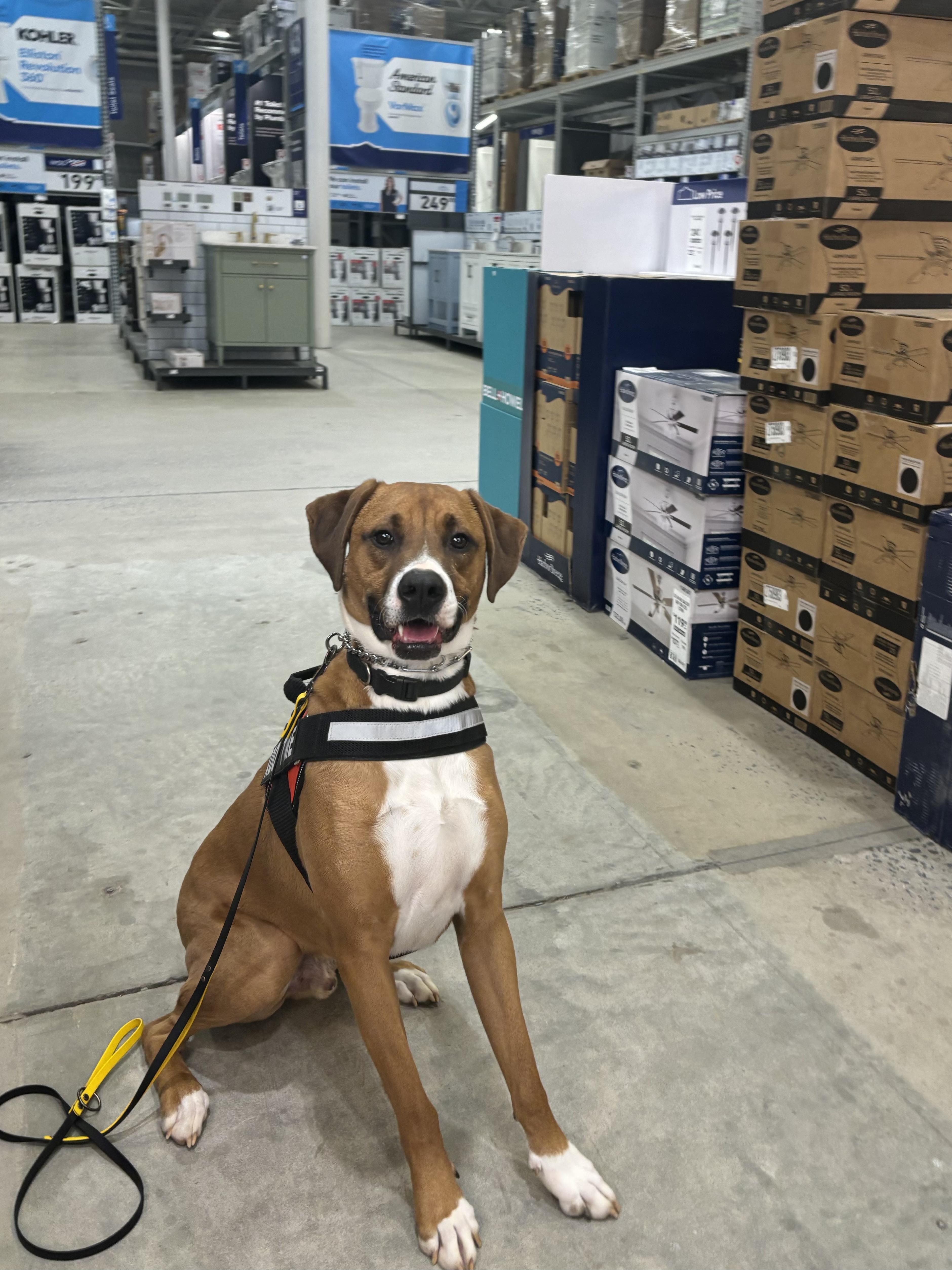 Mistletoe thumbnail 4