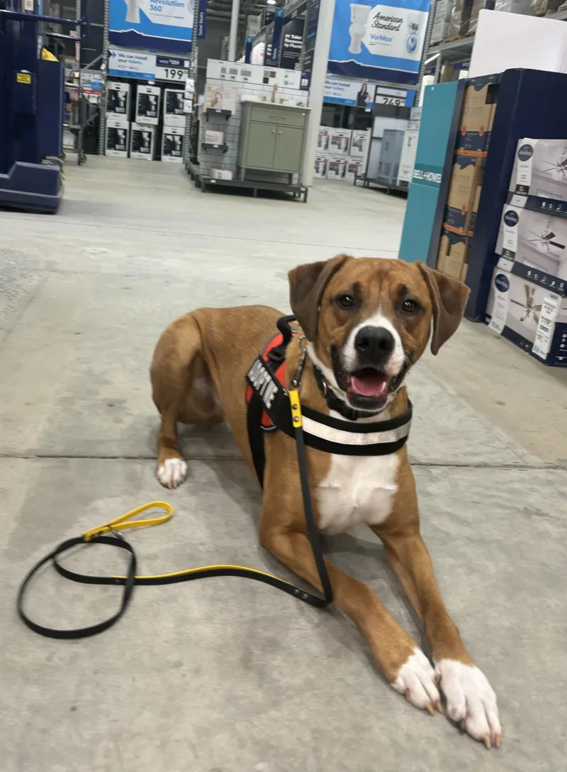 Mistletoe thumbnail 6