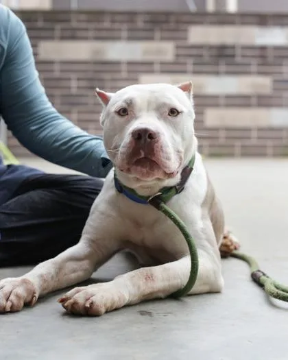 An adult large-sized female Mixed Breed dog named Dollface for adoption in Chamblee, GA