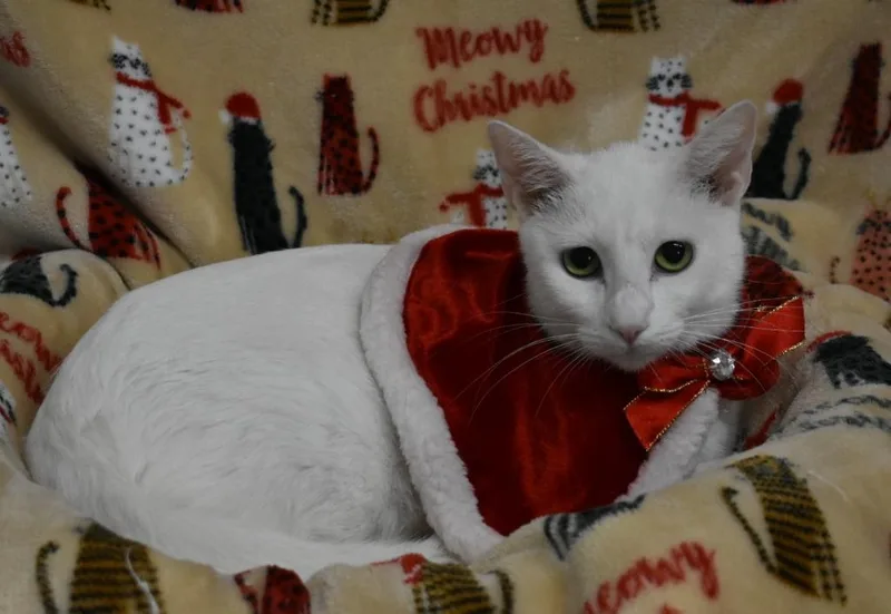 Duchess thumbnail 2