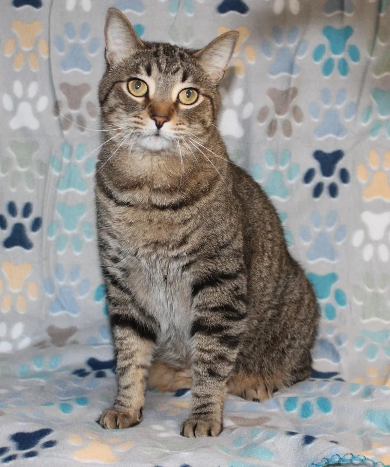 Fat CatPB