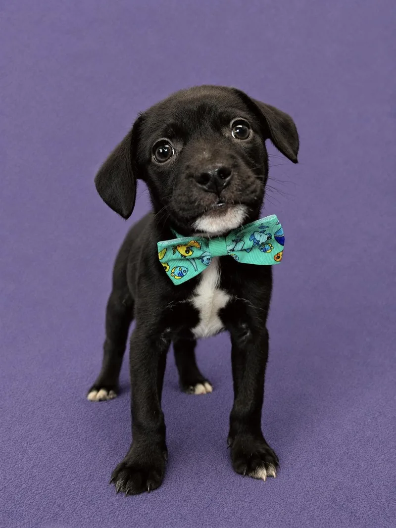 A baby small-sized male Black Chihuahua dog named Dozer for adoption in Lodi, CA
