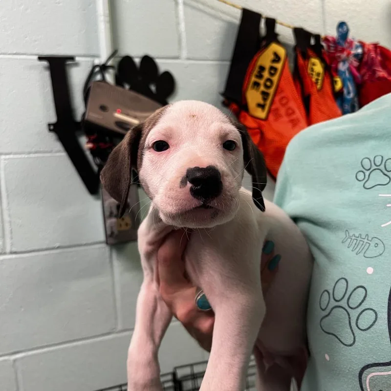 A baby small-sized male White / Cream Pit Bull Terrier dog named Oregano for adoption in Harrisville, WV