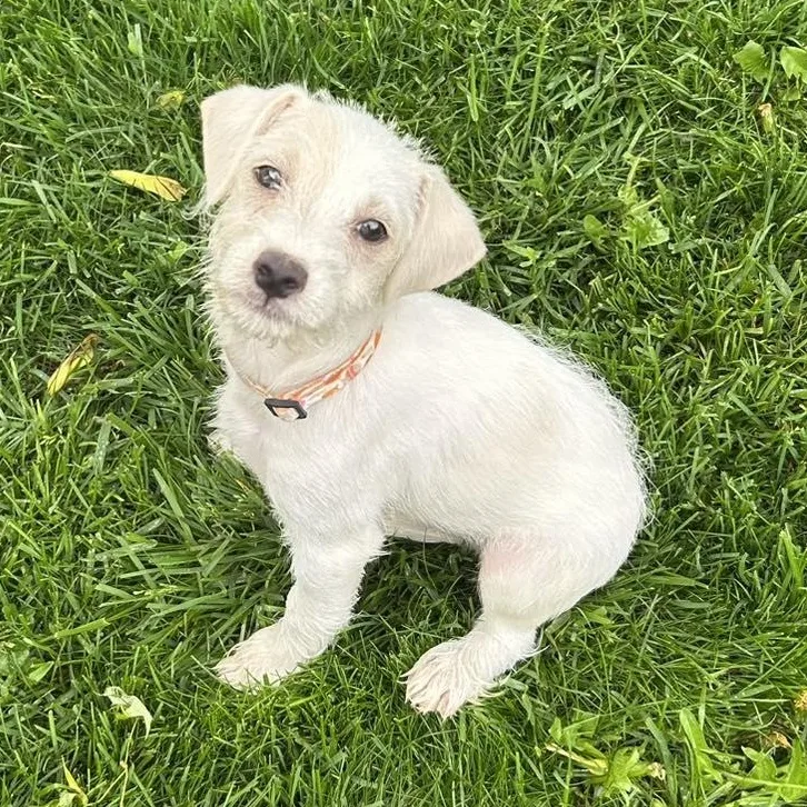A young small-sized male Maltese dog named Compression for adoption in Racine, WI