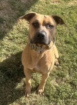 An adult large-sized male Red / Chestnut / Orange Staffordshire Bull Terrier dog named Wayne for adoption in Siloam Springs, AR