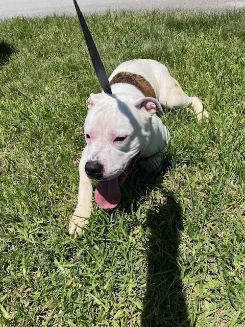 A young large-sized male American Bulldog dog named Chico for adoption in Miami, FL