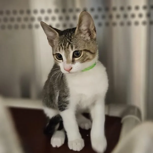A baby small-sized male Domestic Short Hair cat named Cordyceps for adoption in Dublin, CA