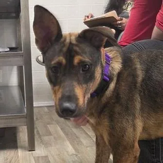 An adult medium-sized female Brindle Shepherd dog named Alana for adoption in Minneapolis, MN