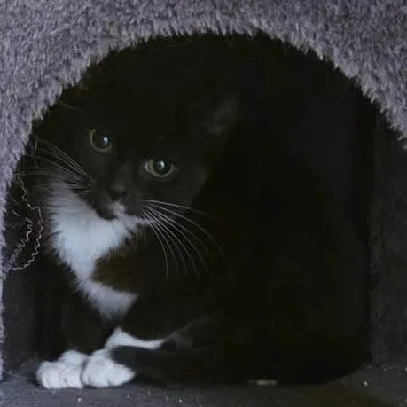 An adult medium-sized female Black Domestic Medium Hair cat named Little One for adoption in Coos Bay, OR