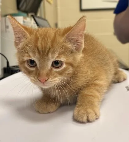 A baby small-sized male Domestic Short Hair cat named Croissant for adoption in Fishers, IN
