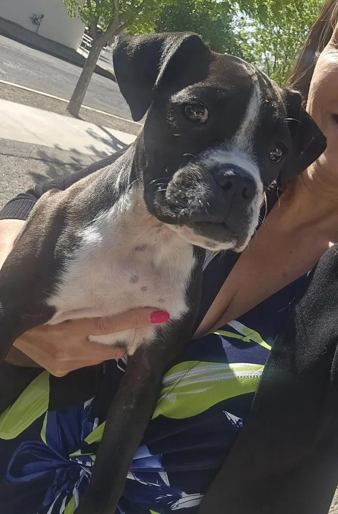 A baby small-sized female Tricolor (Brown, Black, & White) Boxer dog named Nala for adoption in Albuquerque, NM