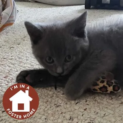 A baby small-sized male Domestic Medium Hair cat named Panther for adoption in Janesville, WI