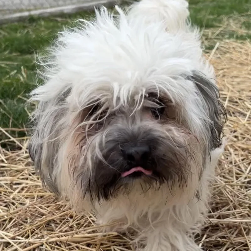 A young small-sized male Lhasa Apso dog named Marvin for adoption in Valparaiso, IN