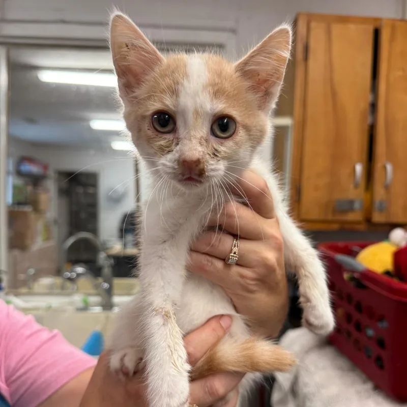 A baby small-sized male White Domestic Short Hair cat named Cheddar Biscuit for adoption in Evensville, TN
