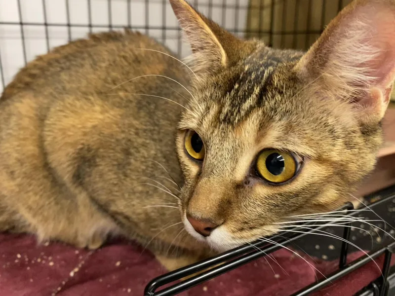 Tiger Lilly thumbnail 2