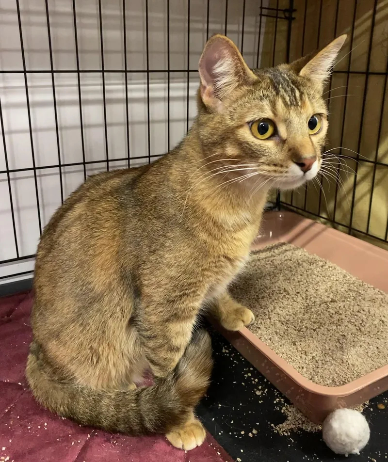 Tiger Lilly thumbnail 3