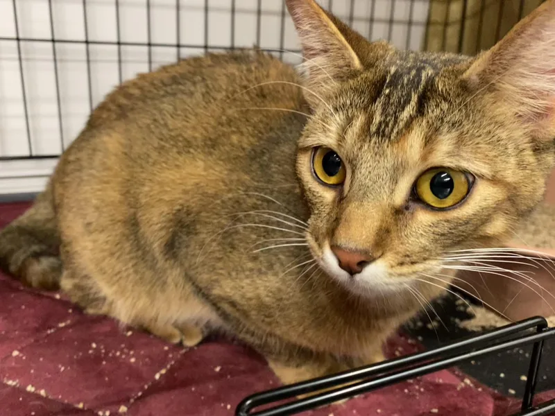 Tiger Lilly thumbnail 4