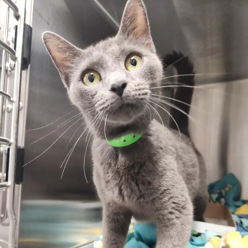 An adult medium-sized female Gray / Blue / Silver Domestic Short Hair cat named Vixen for adoption in Fort Wayne, IN