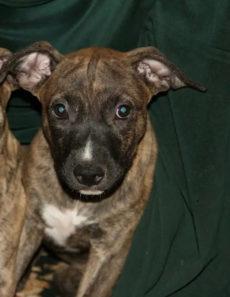 A baby medium-sized female Brindle Pit Bull Terrier dog named Penny Layne for adoption in Shawnee, OK