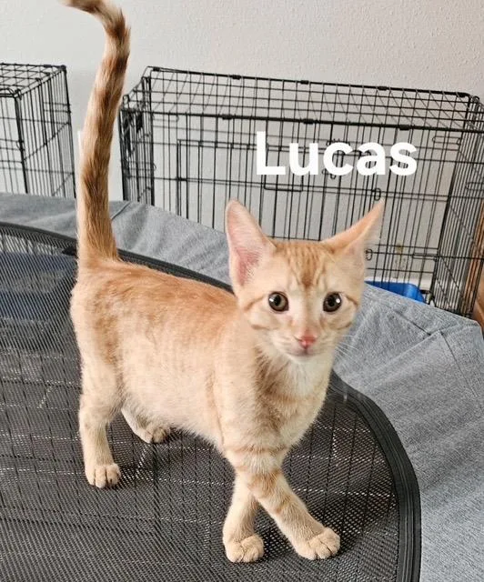 A baby medium-sized male Domestic Short Hair cat named Lucas for adoption in Zimmerman, MN