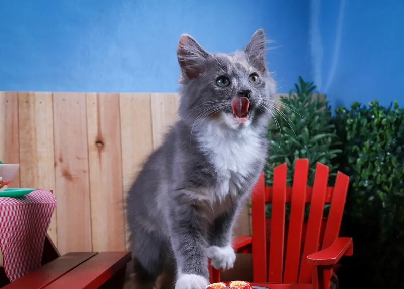 A baby small-sized female Dilute Calico cat named Bean for adoption in Parker, TX