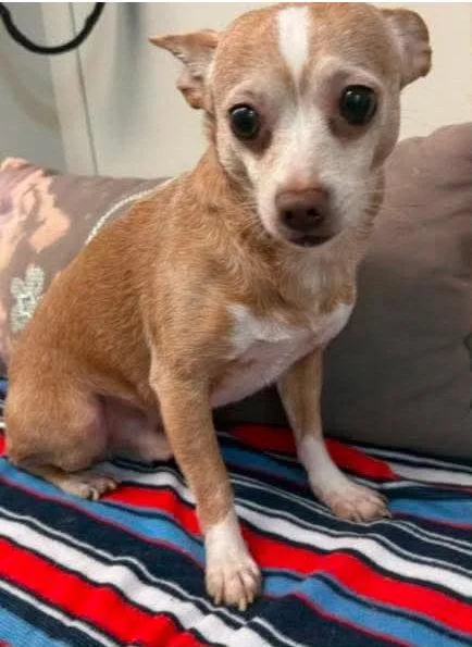 An adult small-sized male Chihuahua dog named Dexter for adoption in Ringwood, NJ