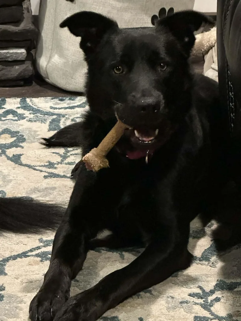 A young medium-sized female Black German Shepherd Dog dog named Angeli for adoption in Anoka, MN