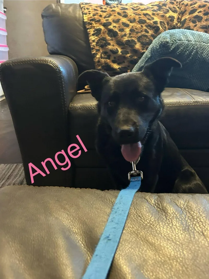 Angeli thumbnail 4