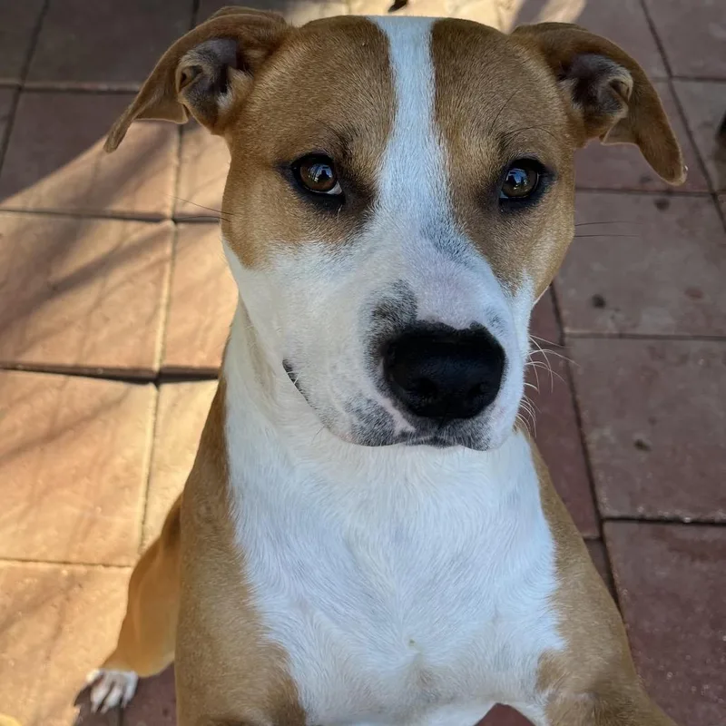 An adult medium-sized male Mixed Breed dog named Max for adoption in QUINCY, FL