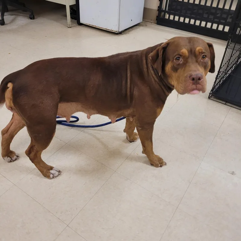 A baby medium-sized female Mixed Breed dog named Martha for adoption in Lake Panasoffkee, FL
