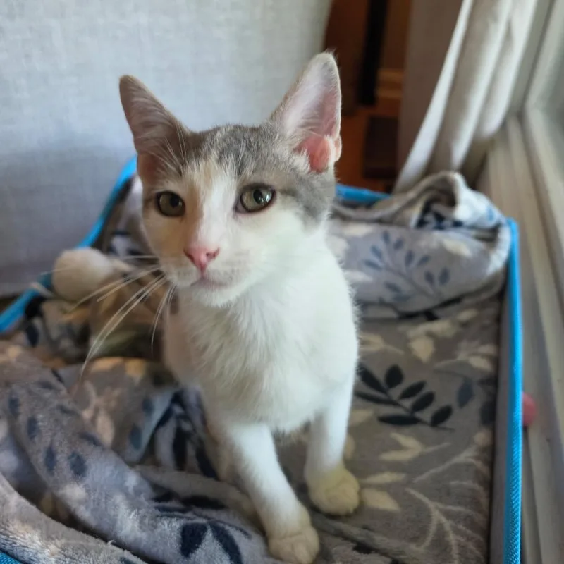A baby small-sized male Gray / Blue / Silver Domestic Short Hair cat named Daffy for adoption in La Grange, KY