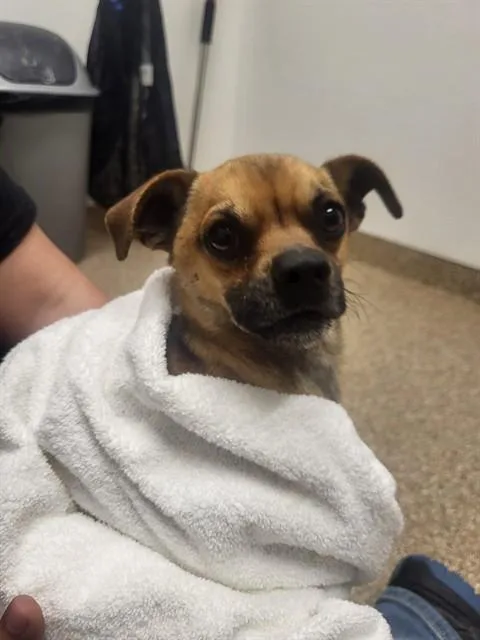 A young medium-sized male Chihuahua dog named Sampson for adoption in Albuquerque, NM