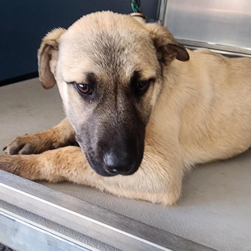 A baby medium-sized female Yellow / Tan / Blond / Fawn German Shepherd Dog dog named Orange for adoption in Greenville, SC