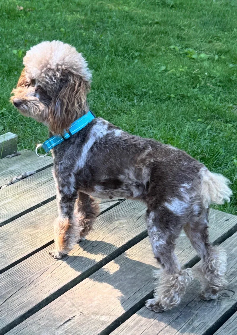 An adult medium-sized female Poodle dog named Twix for adoption in Marine City, MI