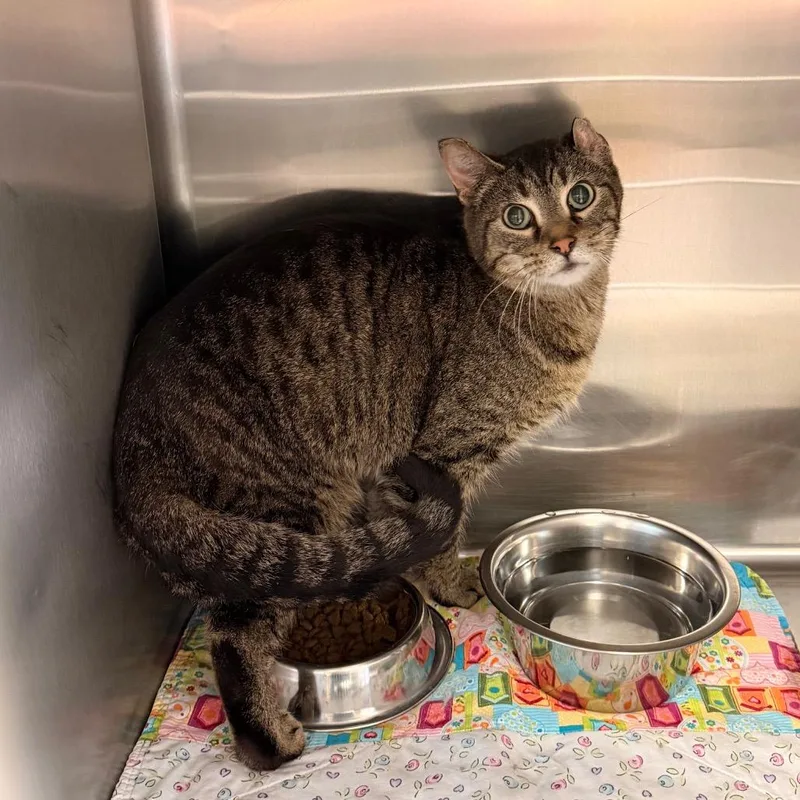 An adult medium-sized male Brown / Chocolate Domestic Short Hair cat named Latrell for adoption in Indianapolis, IN