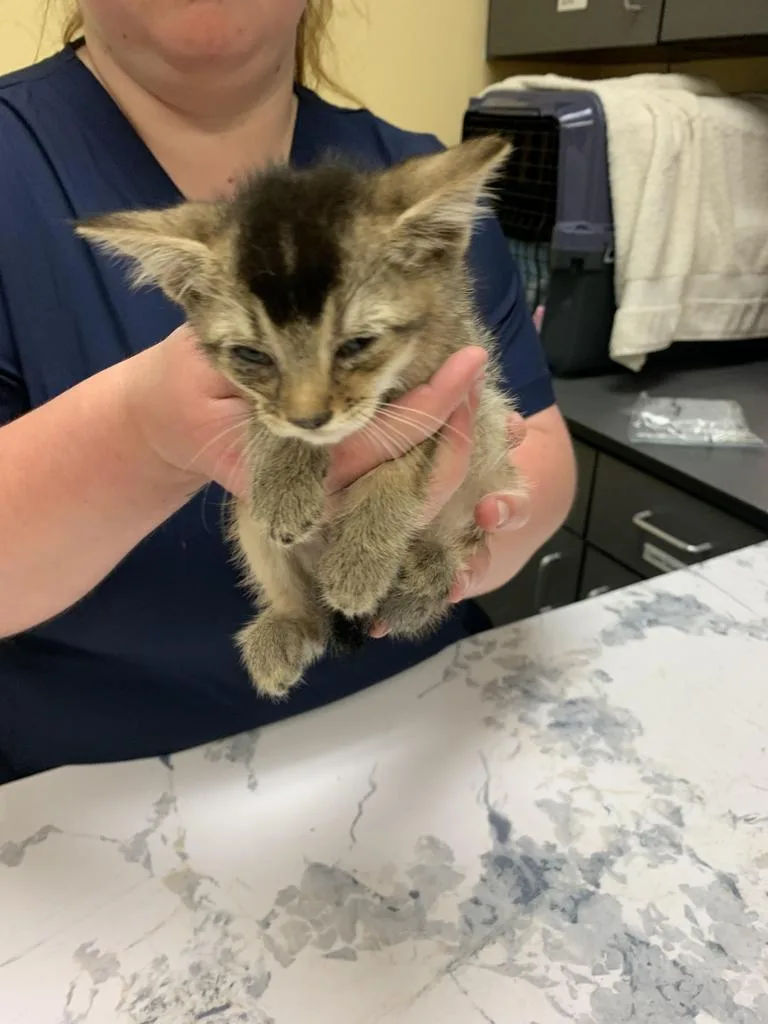 A baby medium-sized male Domestic Short Hair cat named Tony Mohawk for adoption in Florence, SC