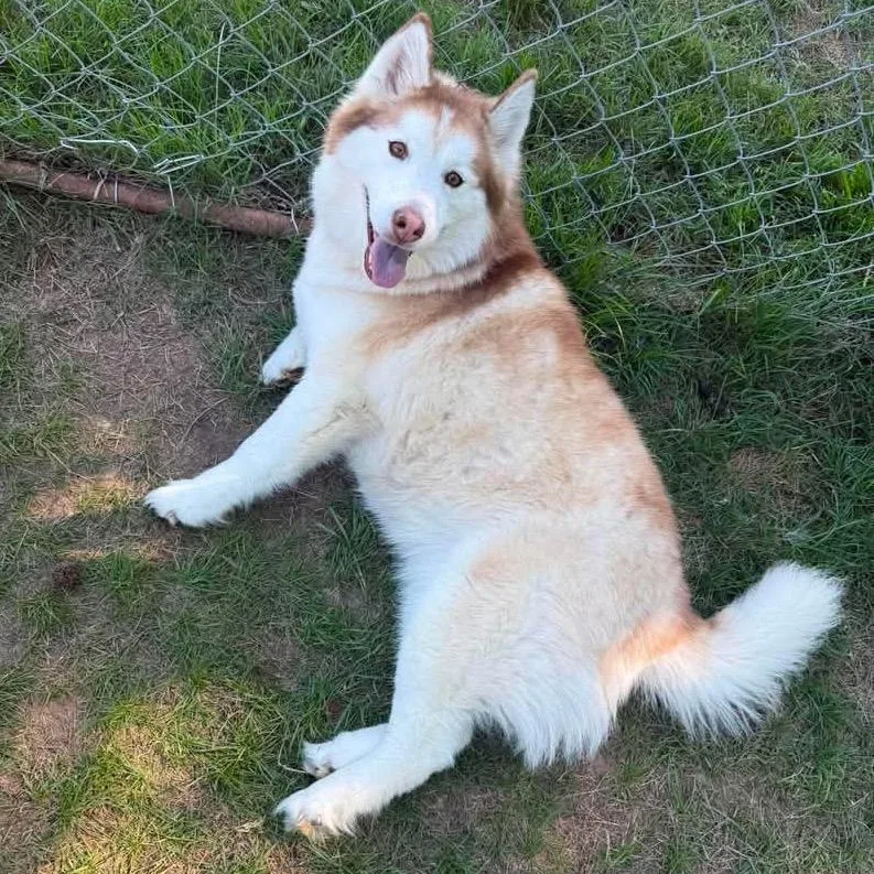 An adult medium-sized female Red / Chestnut / Orange Siberian Husky dog named Siyrah for adoption in Fredericksburg, VA