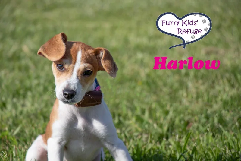 Harlow thumbnail 2
